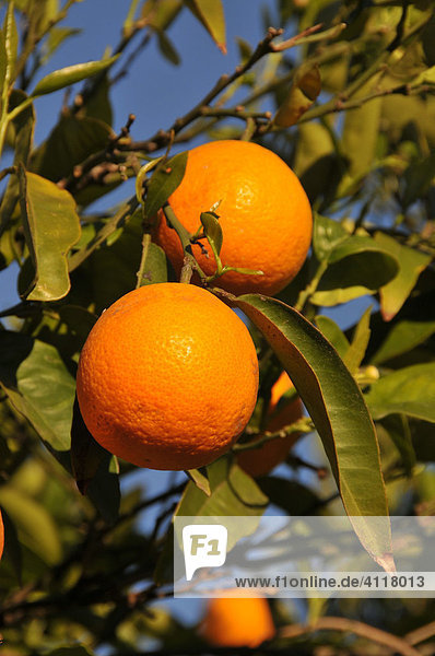 Orangen am Baum (Citrus)  La Nucia  Costa Blanca  Spanien