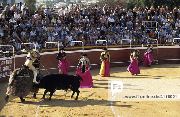 Bull lunging at a padded horse as its rider plunges a lance into the bull's shoulder  watched by spectators and elegantly dressed Bandilleros holding their magenta and yellow Capote capes  Plaza de Toros von Calpe Bullring  Costa Blanca  Spain