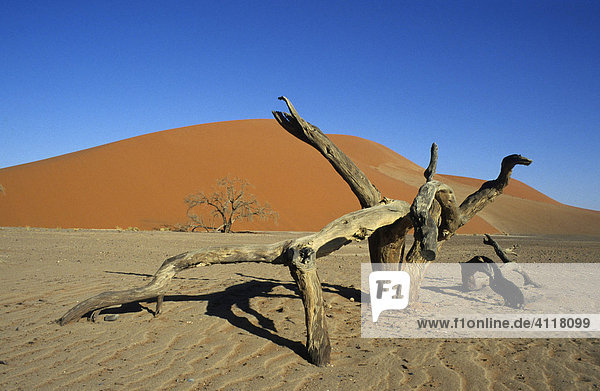 Toter Baum vor Düne 45  Sossusvlei  Namib-Naukluft-Park  Namibia  Afrika