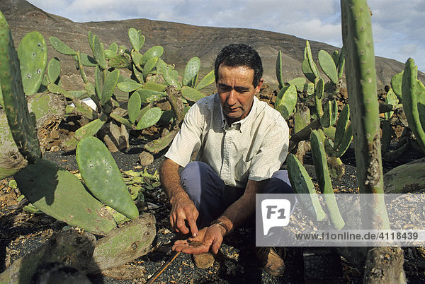 Züchter der Farblaus Cochenille (Dactylopius coccus  Coccus cacti) bei der Arbeit  Insel Lanzarote  Kanarische Inseln  Spanien  Europa Lanzarote