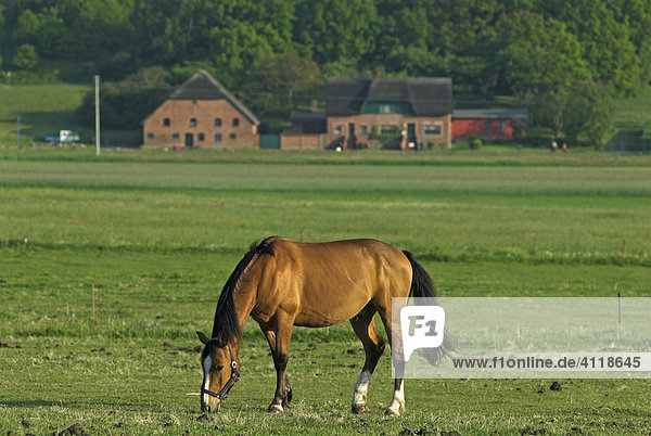 Weidendes Pferd im Mönchgut Insel Rügen Mecklenburg-Vorpommern Deutschland Europa