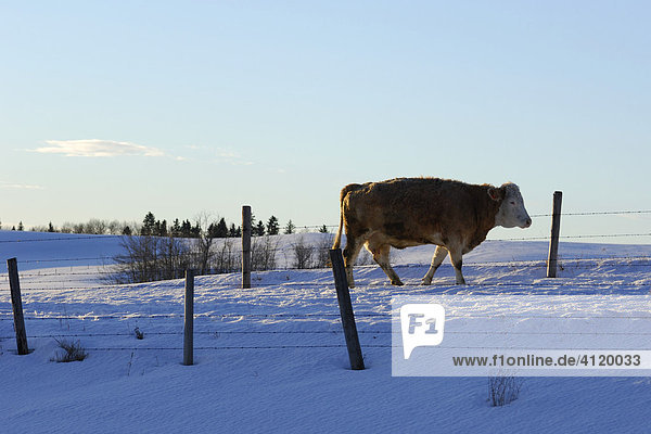 Cattle  Alberta  Canada
