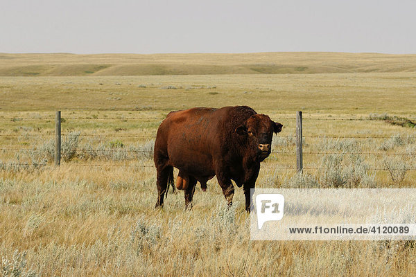 Lone bull in a fenced in enclosure on the Prairies - Southern Saskatchewan  Canada