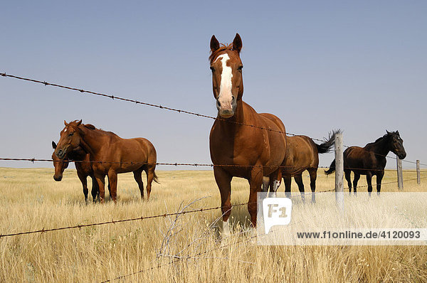 Horses along a fence line on the open grasslands of the Prairies - Southern Saskatchewan  Canada