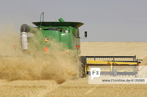 Combine working a field on the Prairies - Southern Saskatchewan  Canada