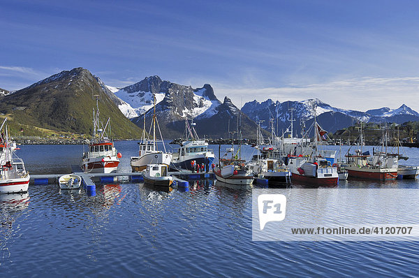 Fischerboote am Anlegesteg  Fischereihafen  Austvagoy  Lofoten  Norwegen  Skandinavien  Europa