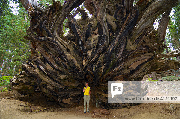 Frau steht vor riesiger Baumwurzel  Riesenmammutbaum (Sequoiadendron giganteum)  ausgebrannter Mammutbaum  Riesensequoia  im Sequoia Nationalpark  Kalifornien  USA  Nordamerika