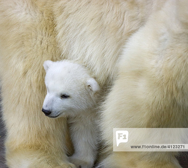 Eisbärenjunge versteckt sich bei Mutter (Ursus maritimus) Zwillingsgeburt Dezember 2007  Zoo Schönbrunn  Wien  Österreich