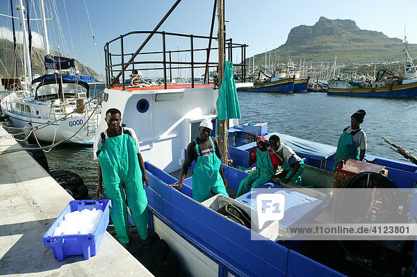Fishermen on high sea trawler  iced fish  Hout Bay  Cape Town  West Cape  South Africa