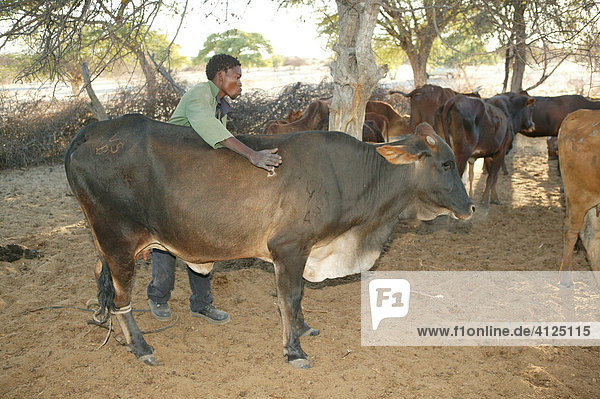 Sick cow being treated  Cattlepost Bothatogo  Botswana  Africa