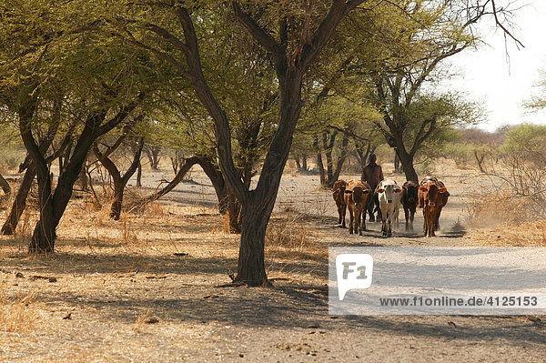 Cattle herd  Cattlepost Bothatoga  Botswana  Africa