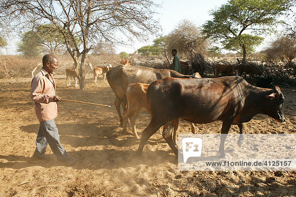 Cattle herd  Cattlepost Bothatoga  Botswana  Africa