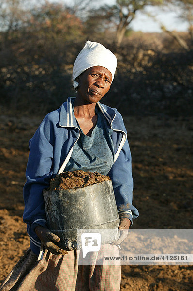 Frau sammelt Dung als Baumaterial  Cattlepost Bothatoga  Botswana  Afrika