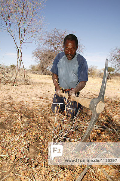 Traditional healer digging for various medicinal herbs  Sehitwa  Botswana  Africa