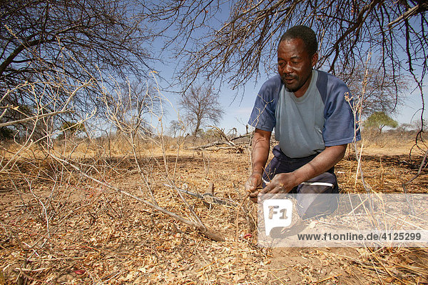 Traditioneller Heiler auf der Suche nach verschiedene Heilpflanzen  Sehitwa  Botswana  Afrika