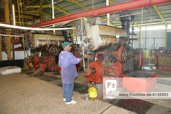 Industrial coconut processing  Georgetown  Guyana  South America