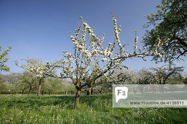 Blühende Apfelbäume (Malus domestica) auf einer Streuobstwiese  Oberbayern  Bayern  Deutschland  Europa