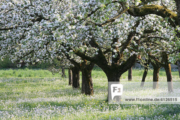 Blühende Apfelbäume (Malus domestica) auf einer Streuobstwiese  Wiesenschaumkraut (Cardamine pratensis)  Oberbayern  Bayern  Deutschland  Europa
