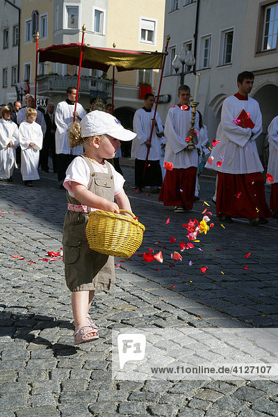 Little boy scattering flower petals during the Corpus Christi procession  Muehldorf am Inn  Upper Bavaria  Germany  Europe