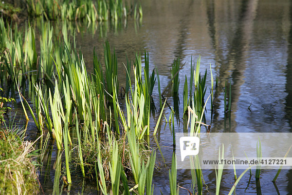 Schwertlilien (Iris) im Teich  Bergpark Wilhelmshöhe  Kassel  Nordhessen  Hessen  Deutschland  Europa