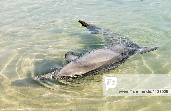 Spielender Delphin  Großer Tümmler (Tursiops aduncus) im seichten Wasser  Monkey Mia  Shark Bay  Western Australia  Australien