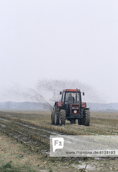 Farmer spreading manure on a field  Netherlands  Europe