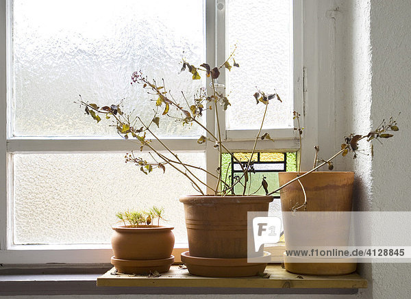 Balkonpflanzen überwintern im Hausflur