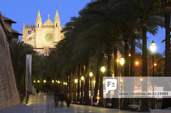 Kathedrale La Seu am Abend am Passeig de Sagrea  Palma de Mallorca  Balearen  Spanien  Europa
