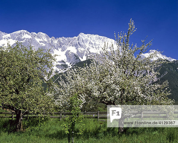 Apfelbaumblüte  Mieminger Kette  Tirol  Österreich