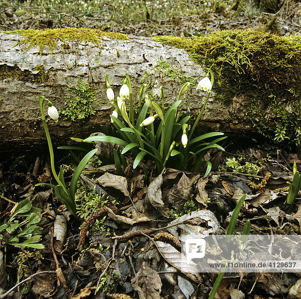 Frühlings-Knotenblume  (Leucojum vernum)  Märzenbecher  Grosses Schneeglöckchen im Auwald  Frühling