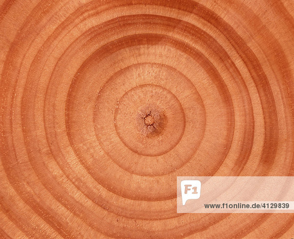 Tree trunk cross-section: tree rings