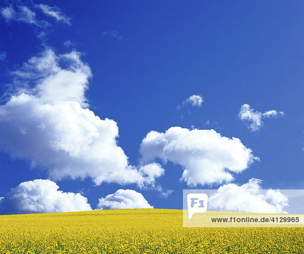 Canola field and cumulus clouds in a blue sky