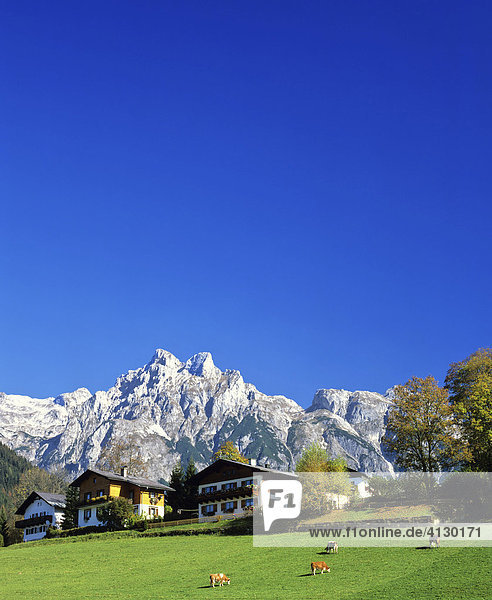 Cow pasture  Mt. Eiskogel  Tennengebirge (Tennen Range)  Salzburger Land  Austria  Europe