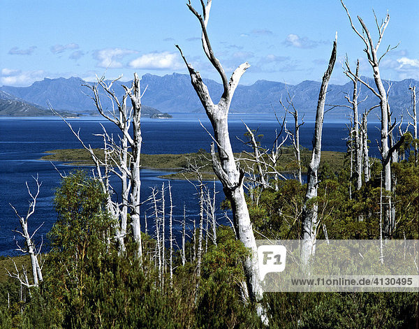 Abgestorbene Bäume am Lake Pedder Stausee  Tasmanien  Australien