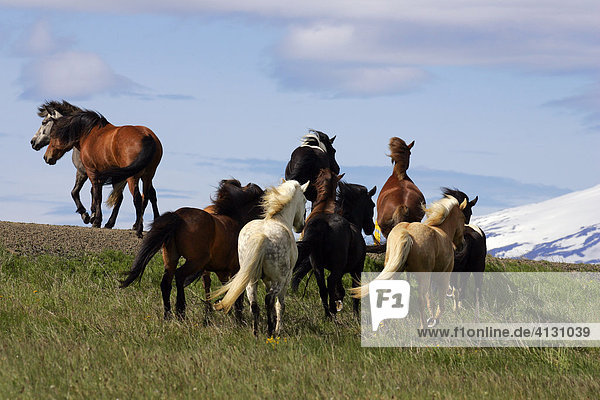 Island-Pferde auf der Insel Island auf der Halbinsel Snaefellsnes (Equus przewalskii f. caballus)