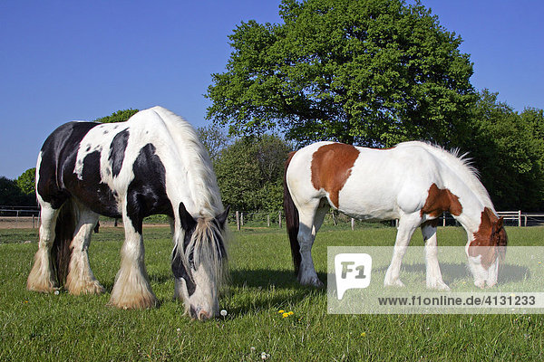 Grasende Irish-Tinker-Pferde - Tinker-Stuten - Irish-Tinker-Ponys (Equus przewalskii f. caballus)