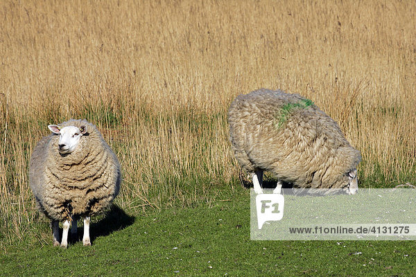 Schafe grasen auf Wiese mit Schilf im Naturschutzgebiet Hauke-Haien-Koog - Hausschafe - (Ovis ammon f. aries) - Hauke-Haien-Koog Nordfriesland Schleswig-Holstein Deutschland Europa