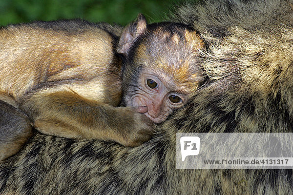 Berberaffen - Affenbaby liegt auf Rücken des Muttertieres - Jungtier - Tierkinder - Berbermakake - Makake - Magot (Macaca sylvanus)
