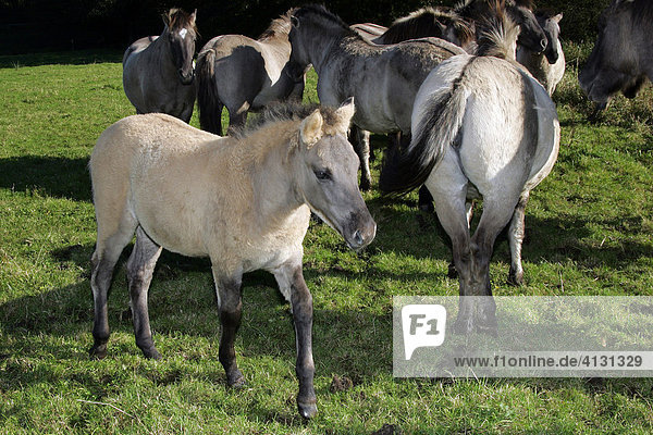 Konik horses - herd with foal (Equus przewalskii f. caballus)