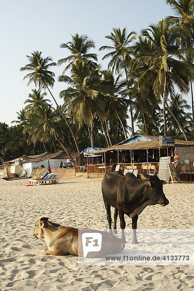 Heilige Kühe am Strand  Palolem  Goa  Indien