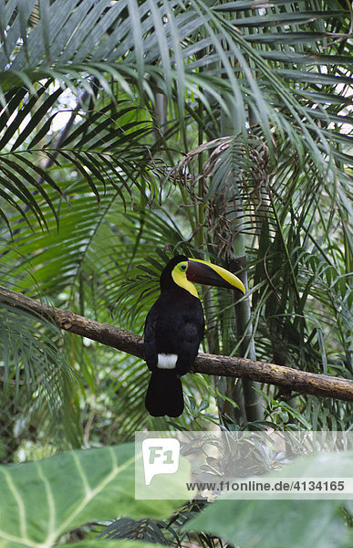 Chestnut Mandibled Toucan  Tucan  Costa Rica  Central America
