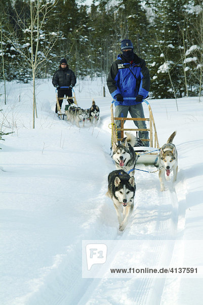 CAN  Canada  Quebec: dogsleds in the forest of Saint-David-de-Falardeau  north of Chicoutimi