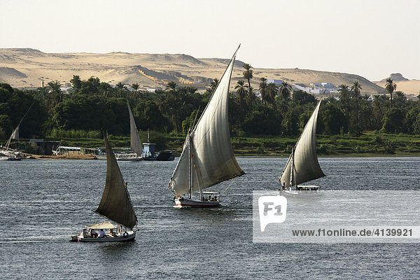 Felkuen  traditionelle Segelboote  auf dem Nil bei Assuan  Ägypten  Afrika