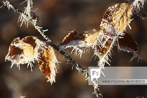 Ice crystals  frost-covered leaves in Germany  Europe
