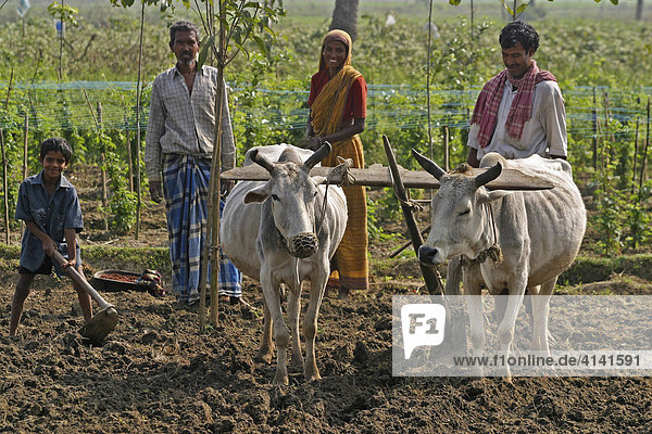Indian family doing field work with oxen plough and hatchet  Westbengalia  India