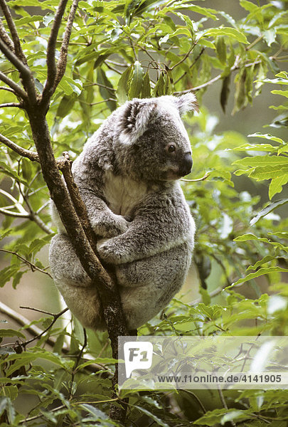 Koala (Phascolarctos cinereus) in Eukalyptusbaum  Queensland  Australien