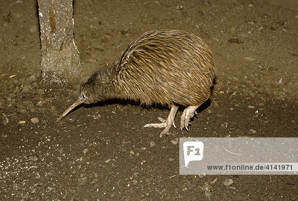 Kiwi (Apterygidae)  Südinsel  Neuseeland