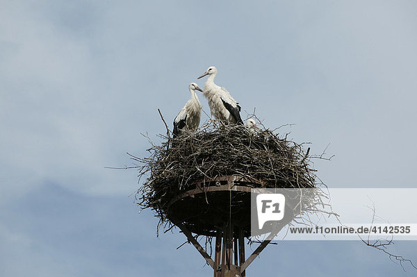 Storks in their nest  Mecklenburg-Western Pomerania  Germany