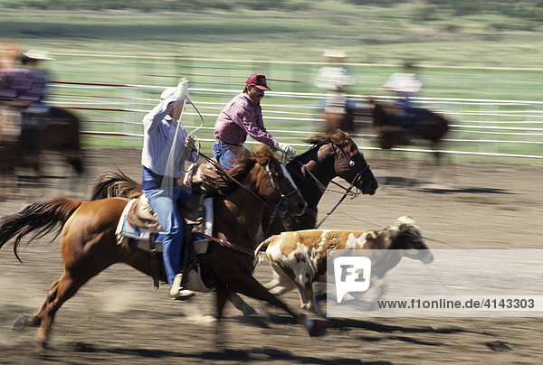 USA  United States of America  New Mexico: calf roping in Cimarron.