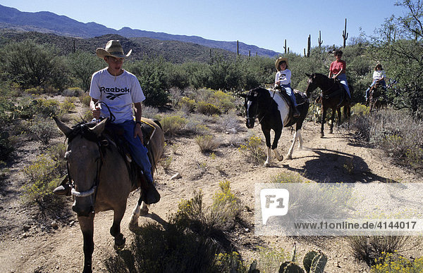 USA  United States of America  Arizona: Tanque Verde Guest Ranch  horse back riding in the desert.
